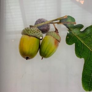 Meet your Posher, Simon